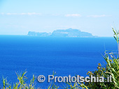 I sentieri della lucertola di Barano 2