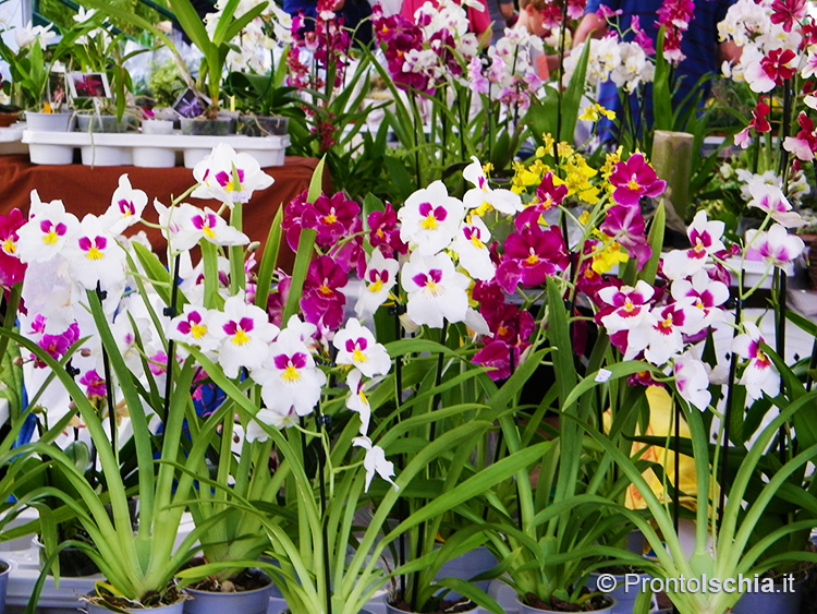 Maggio a Ischia: 4 (+1) cose da fare 0