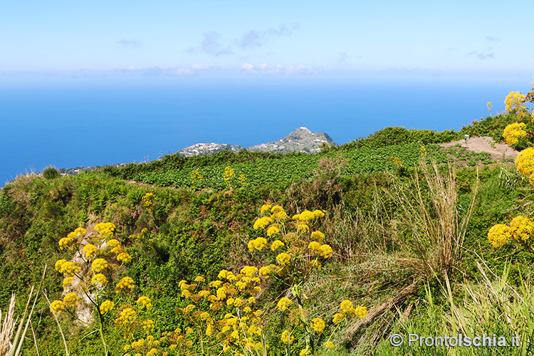 Maggio a Ischia: 4 (+1) cose da fare 21