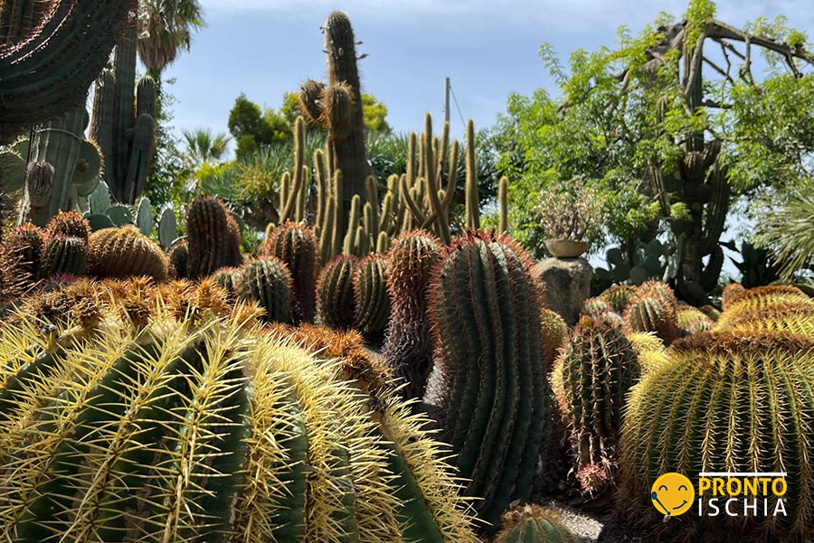 Scopri un parco botanico unico a Forio, tra biodiversità, ospitalità e spazi per eventi