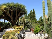 Giardini Ravino: Natura, Relax e Cultura sull’isola d’Ischia 9